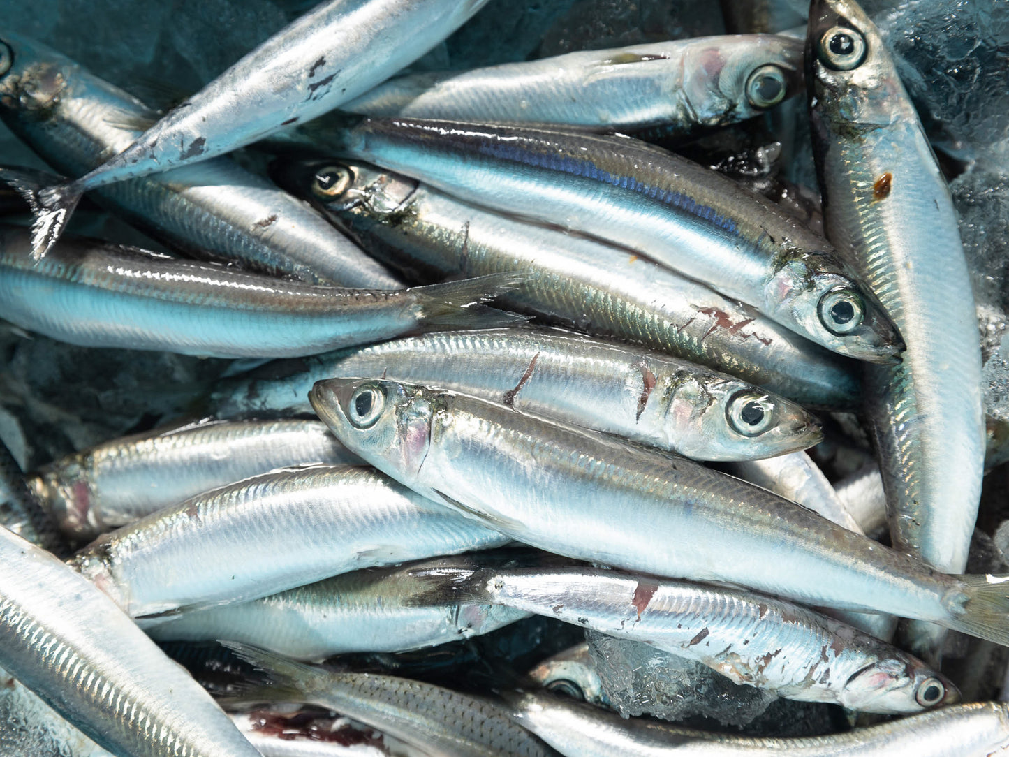 季節のお魚ミンチパック Mサイズ(130-150gレトルト常温)