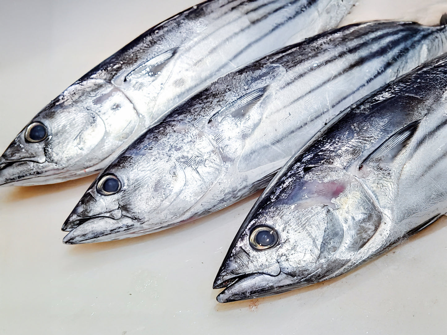 【ヒト用】南伊勢産無添加シーチキン (65-80g レトルト常温)
